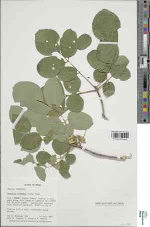 Texas ash(Fraxinus texensis)