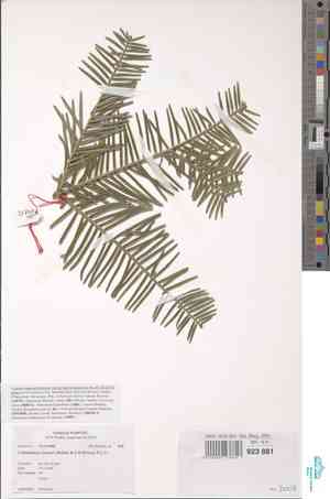 Chinese plum yew(Cephalotaxus sinensis)