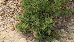 Varilla (Varilla)(Varilla)