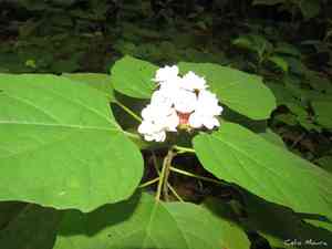 Glorybowers (Clerodendrum)(Clerodendrum)