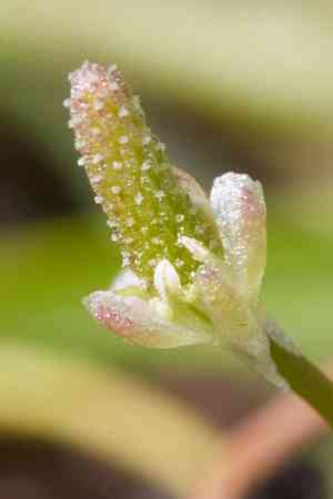 Mousetails (Myosurus)(Myosurus)