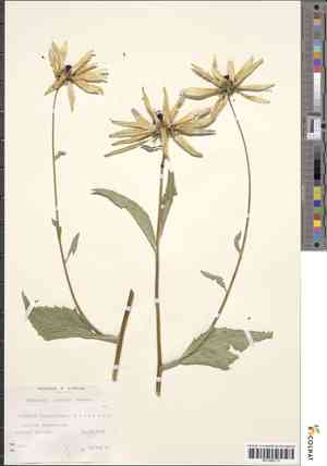 Showy Black-eyed Susan(Rudbeckia speciosa)