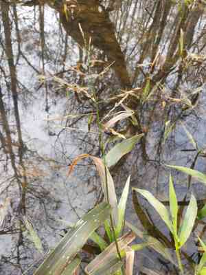 Panicum gymnocarpon(Panicum gymnocarpon)