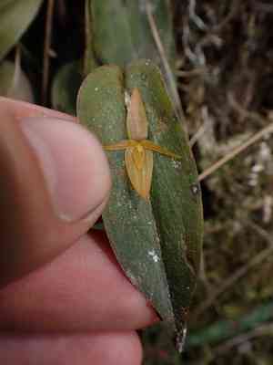 Bonnet orchid (Pleurothallis)(Pleurothallis)