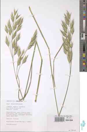 Brome of the ardennes(Bromus bromoideus)