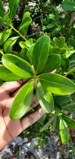 Wild cinnamon (Canella)(Canella)