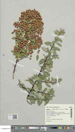 Canadian anemone(Anemonidium canadense)