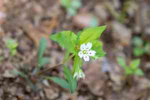 False starwort(Pseudostellaria heterophylla)