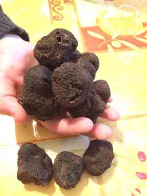 Black truffle(Tuber melanosporum)