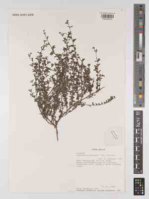 Otholobium candicans(Otholobium candicans)