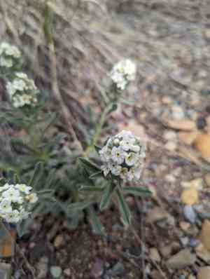 Northern cryptantha(Oreocarya celosioides)