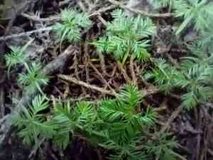 Dacrycarpus (Dacrycarpus)(Dacrycarpus)