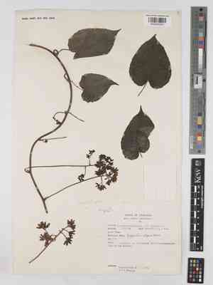 Cissampelopsis volubilis(Cissampelopsis volubilis)