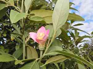 Cow itch tree (Lagunaria)(Lagunaria)