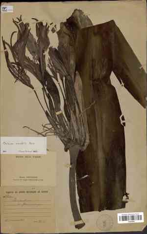 Poison Bulb(Crinum amabile)