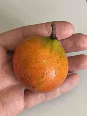 Salacia (Salacia)(Salacia)