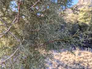 Arizona cypress(Cupressus arizonica)