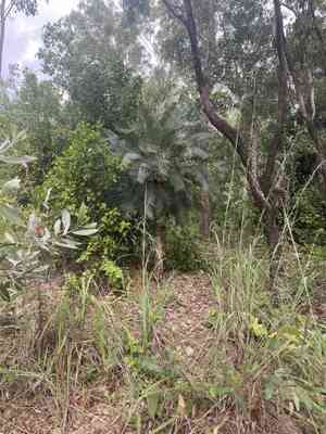 Cycas (Cycas)(Cycas)
