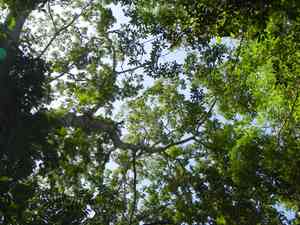 Cebil, Curupay, Angico(Anadenanthera colubrina)