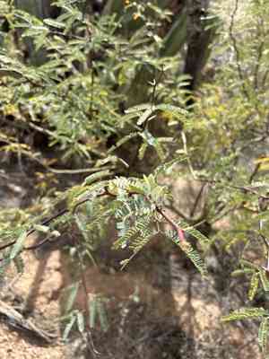 Velvet mesquite(Prosopis velutina)