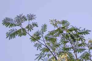 Falcataria (Falcataria)(Falcataria)