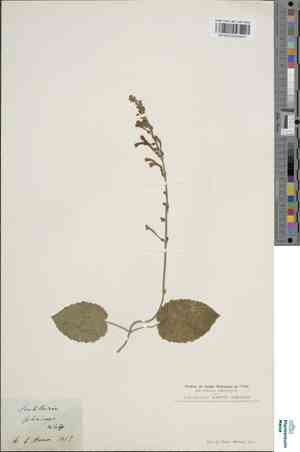 Scutellaria cordifolia(Scutellaria cordifolia)