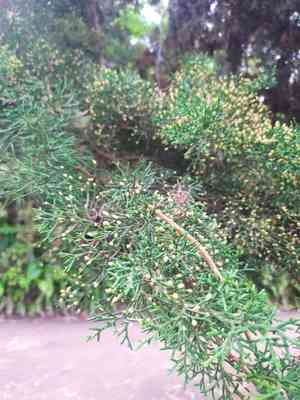 Mexican cypress(Cupressus lusitanica)