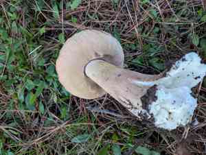 King bolete(Boletus edulis)