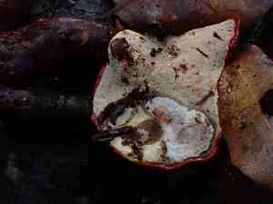Reishi(Ganoderma lucidum)