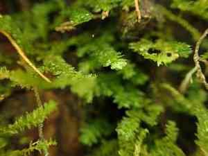 Menzies' metaneckera moss(Metaneckera menziesii)