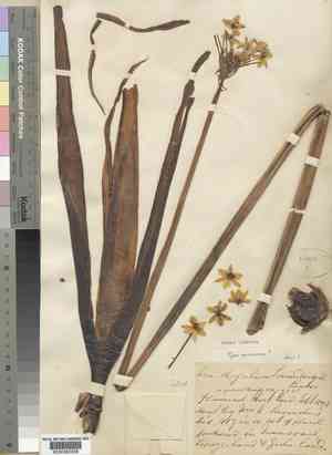 Transvaal chincherinchee(Ornithogalum saundersiae)