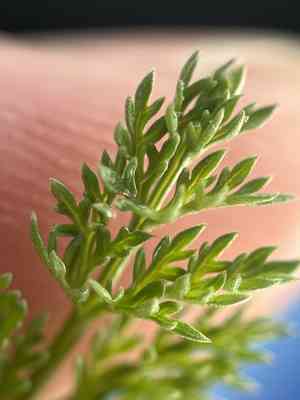 Turpentine wavewing(Pteryxia terebinthina)