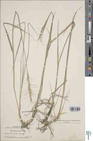 Baker's wheatgrass(Elymus bakeri)