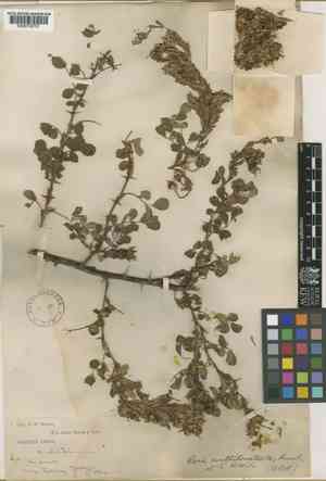 Rosa multibracteata(Rosa multibracteata)