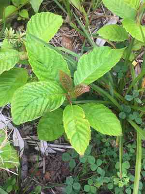 Happy tree(Camptotheca acuminata)