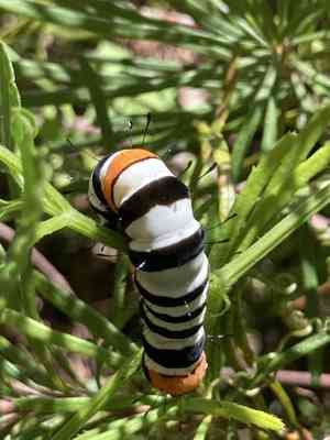 Agarista (Agarista)(Agarista)