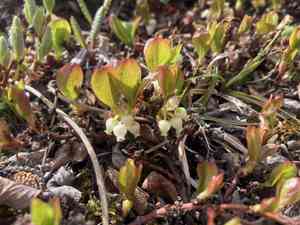 Red fruit bearberry(Arctostaphylos rubra)