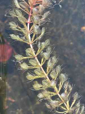 Aldrovanda (Aldrovanda)(Aldrovanda)