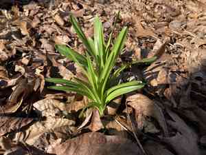 Camas (Amianthium)(Amianthium)