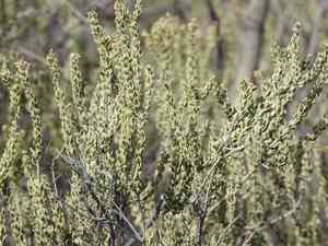 Sand paper bush (Mortonia)(Mortonia)