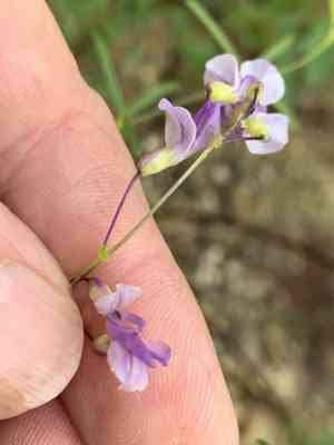 Narrowleaf indian breadroot(Psoralea linearifolia)