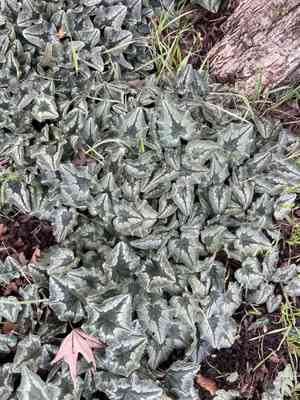 Alpine violet (Cyclamen)(Cyclamen)