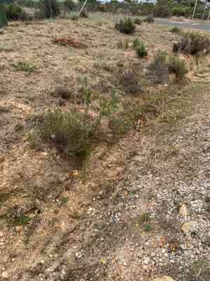 Weeping bottlebrush(Callistemon viminalis)