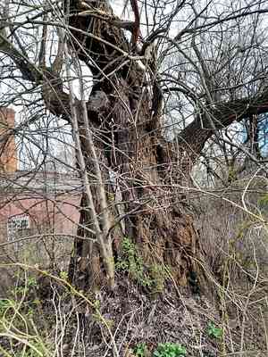 Crack willow(Salix fragilis)