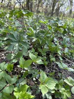 Glade Mallow (Napaea)(Napaea)