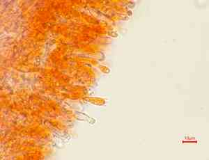 Enoki(Flammulina velutipes)