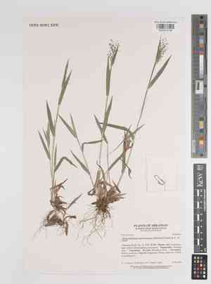 Woolly panic grass(Panicum acuminatum)