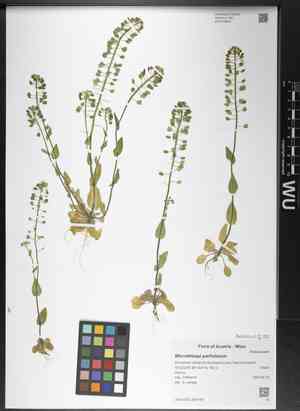 Claspleaf pennycress(Microthlaspi perfoliatum)