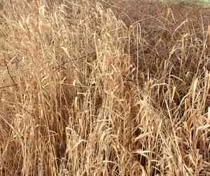 Phalaris (Phalaris)(Phalaris)