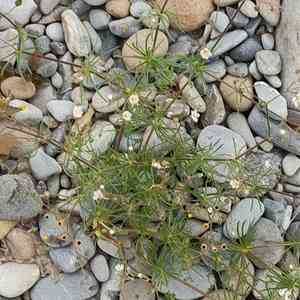 Spurrys (Spergula)(Spergula)